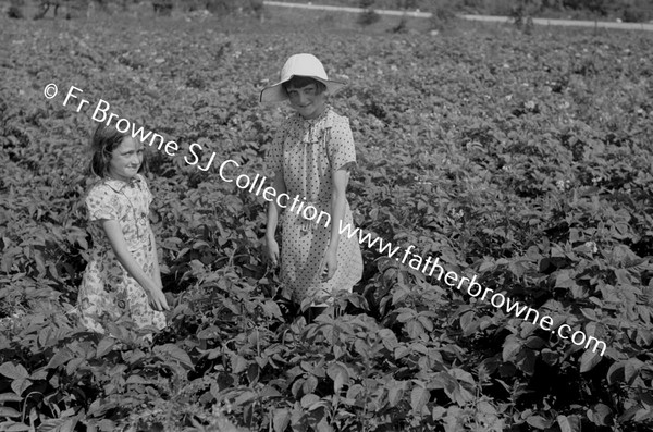 IN THE POTATO FIELDS  KATHLEEN HASLAM